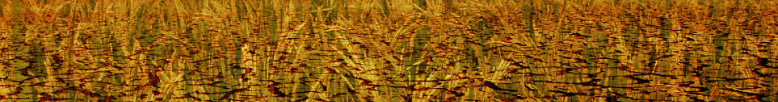Banner Identidade